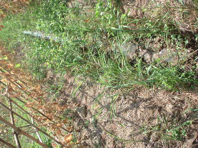 cucumber field with deep trench near the delta